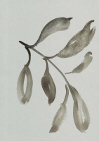 http://www.actionaqua.com/files/gimgs/th-105_glashaus 19invert.jpg